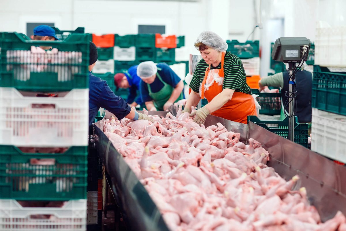 A chicken processing factory