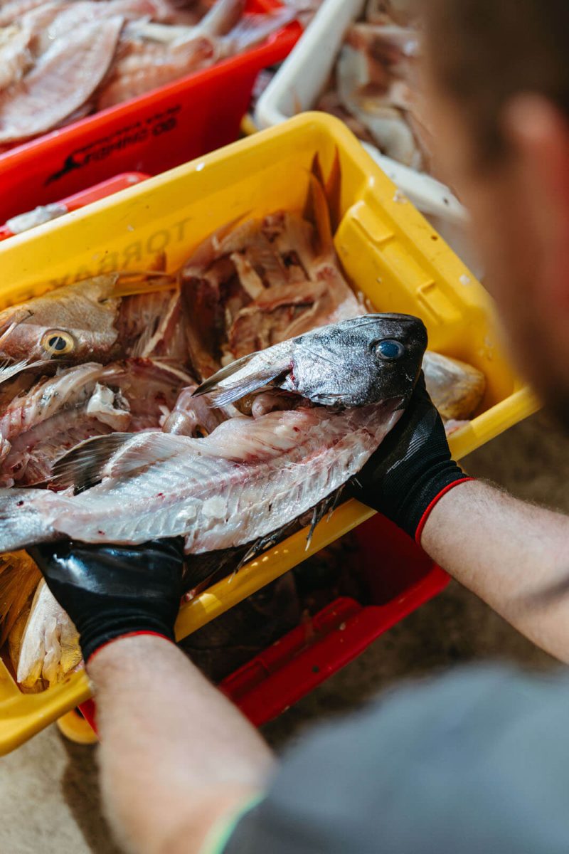 Fish carcasses