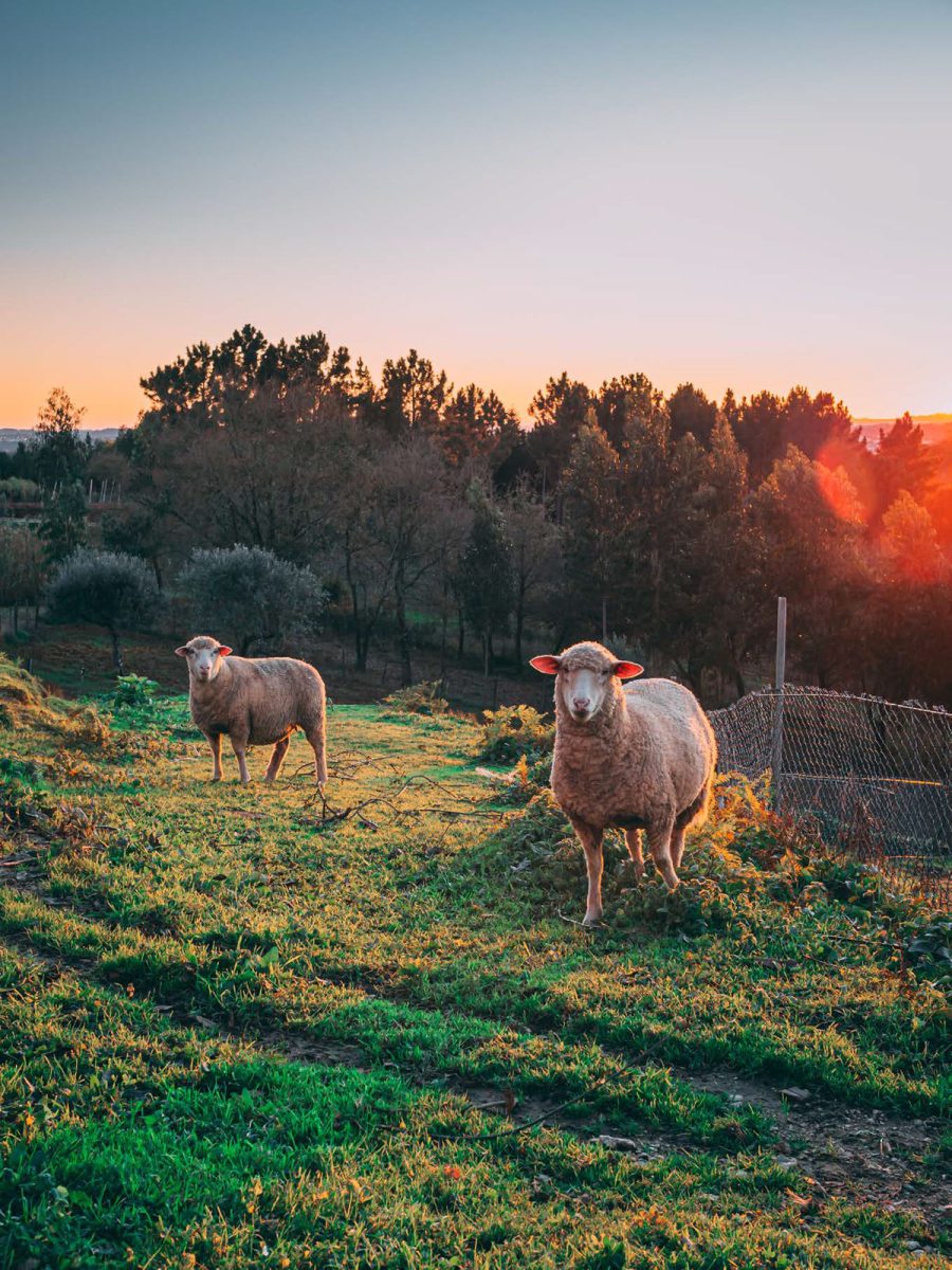 Sheep